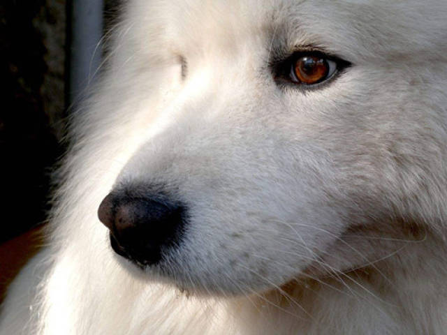 萨摩耶眼屎是红色怎么回事, 萨摩耶眼睛红色分泌物