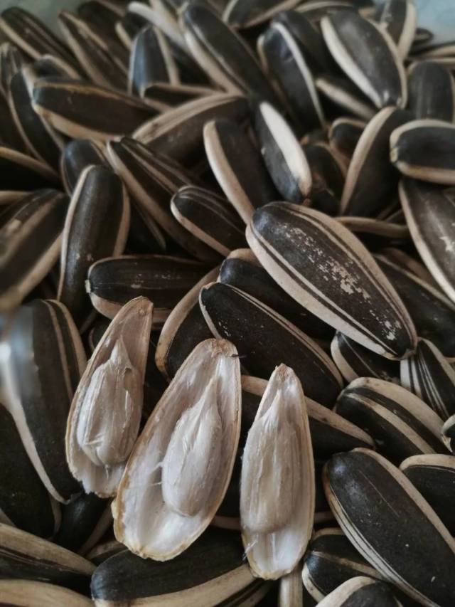 买饺子送瓜子!买瓜子送饺子!