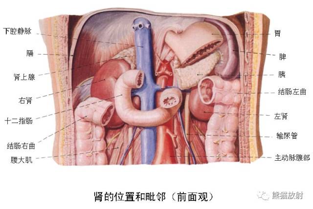 精彩解剖丨腎臟,輸尿管,膀胱,腎上腺,前列腺