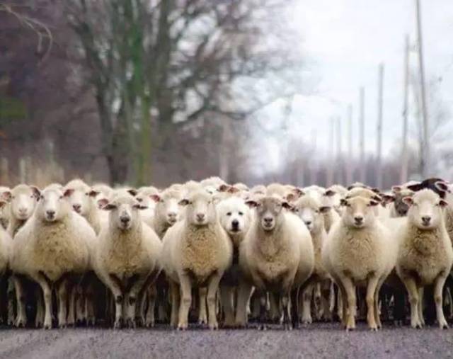 「搞笑图片」我们中出了一个叛徒!