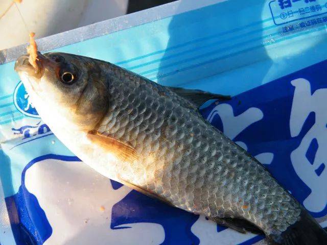 钓友原创|寒冬野钓,大蓝鲫给我小惊喜