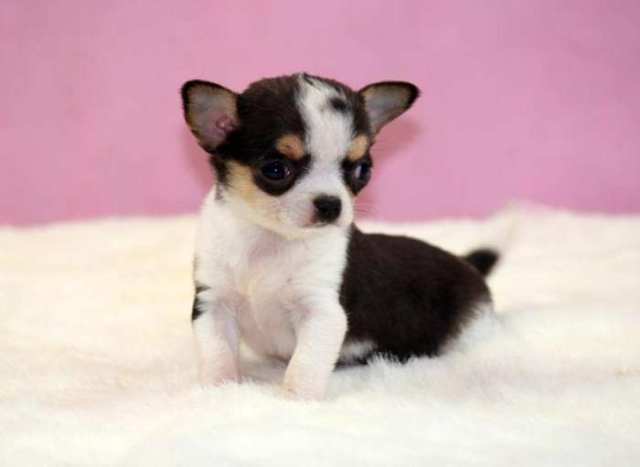 这三个品种的狗狗,身材娇小惹人爱,适合上班族和公寓饲养