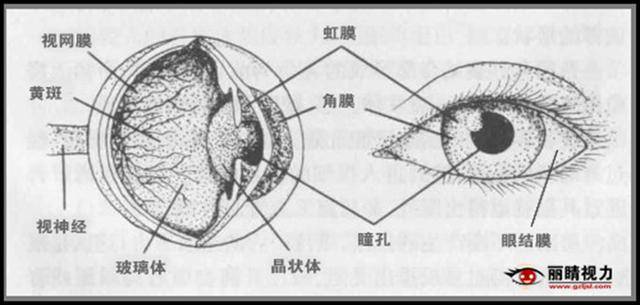 從眼球的結構看,我們常見的視力問題是怎麼形成的_手機搜狐網