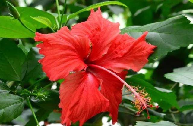 扶桑花，秋葵的高颜值亲戚_搜狐网
