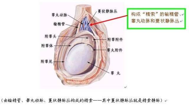 睾丸的结构示意图图片