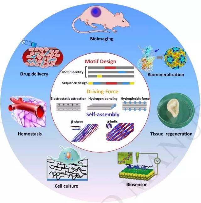 自组装 pmp 纳米纤维在生物医学领域有着巨大的应用前景