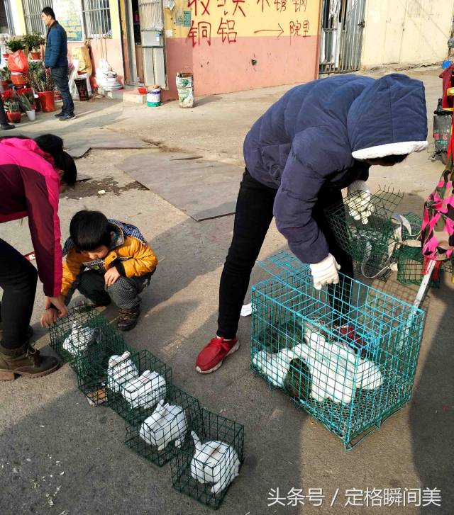 璧山向阳农贸市场财兔图片