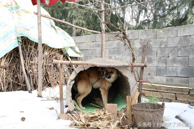 天气降温了,家中的狗躲在自己的窝里惊恐着打量陌生的来客.