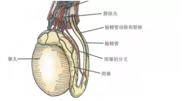 提睾扶阳训练法图片