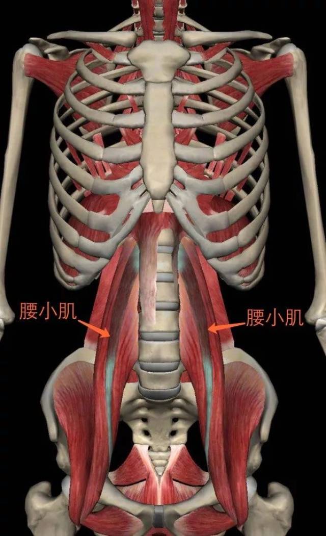 右侧腰肌劳损位置图图片