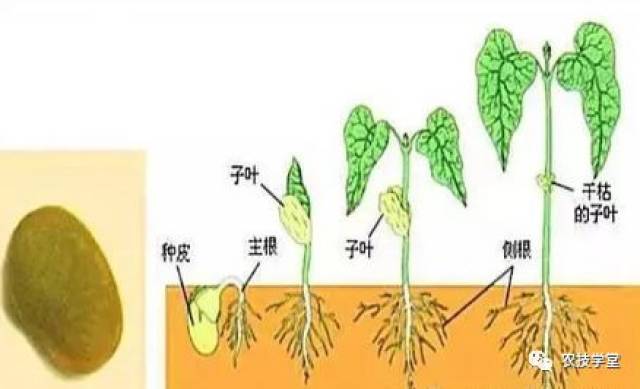 啥是营养生长和生殖生长?