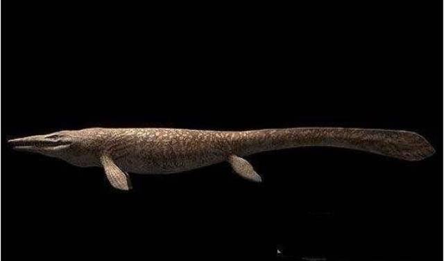 古蜥鲸也叫作械齿鲸,是一种肉食性鲸鱼,身长18米,是大白鲨身长的3倍