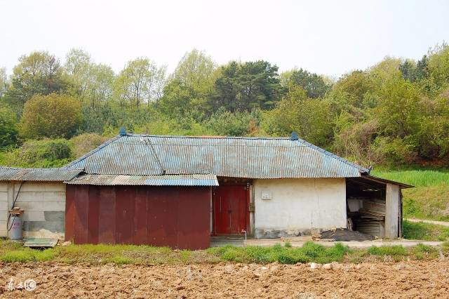 在韓國農村,大多數居民的房子還是採用傳統的木質結構,甚至很多還是