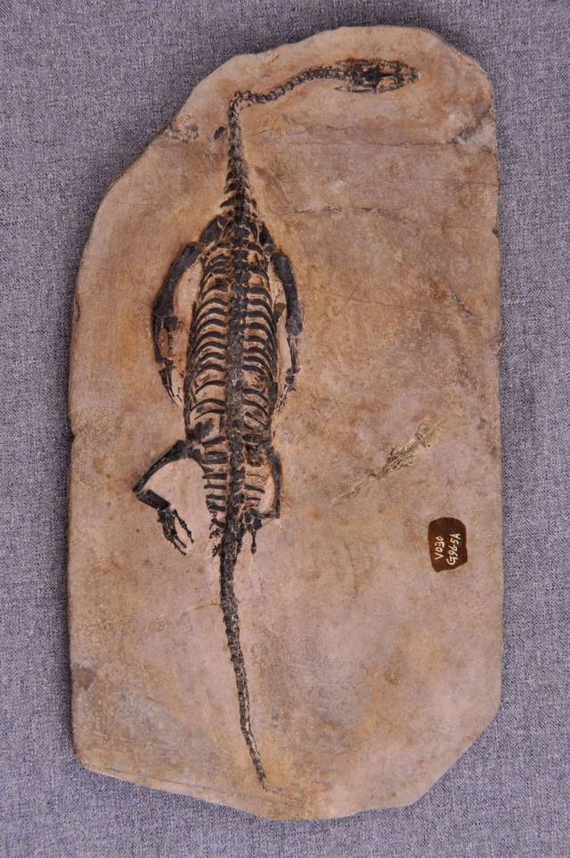 化石长什么样子图片
