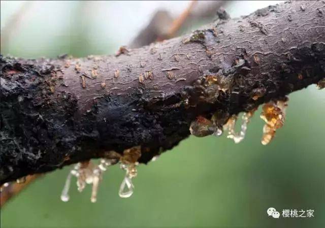 树的皮孔,皮孔,皮孔图片_大山谷图库