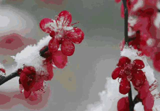 送给大家一组梅花