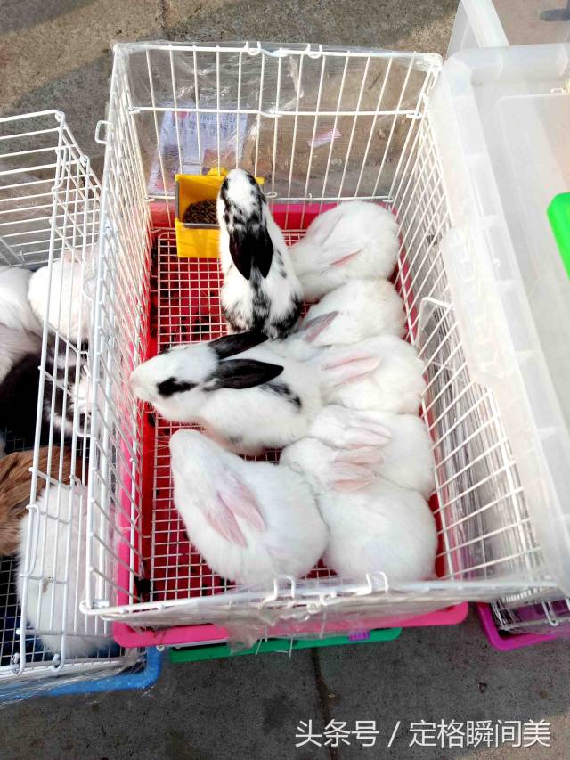 这是普通的兔子平时卖20元一只,商贩却卖30元一只.