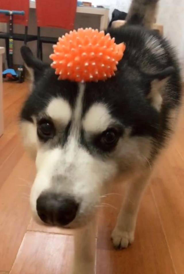 小编来给大家介绍一下这条哈士奇,它小名叫子弹,又叫蛋蛋,具体叫啥全