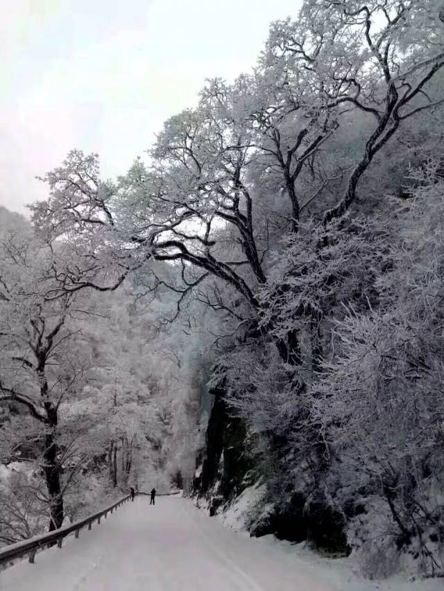 一夜过后,整个旬阳银装素裹,惟余莽莽,雪花像棉絮在大街小巷落,在乡镇