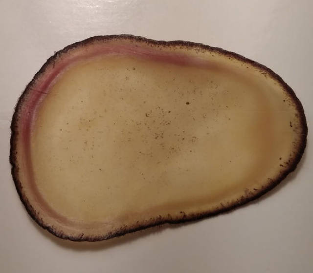 鹿少爷为您讲解东北梅花鹿茸和新西兰鹿茸的区别!