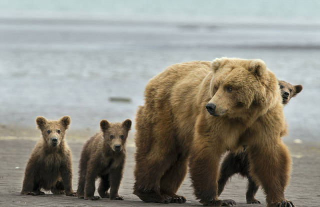 全家总动员!美棕熊带三胞胎幼崽公园一日游