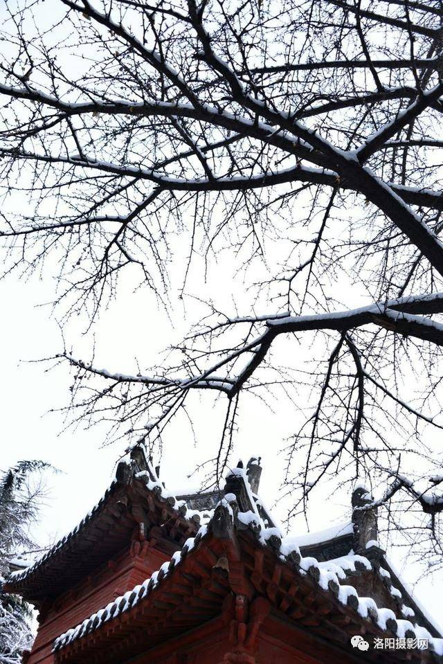 雪落古刹庭幽深,腊梅花开暗香来,洛阳白马寺雪景