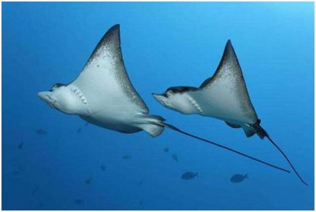 海洋学堂之微课堂——燕子鳐