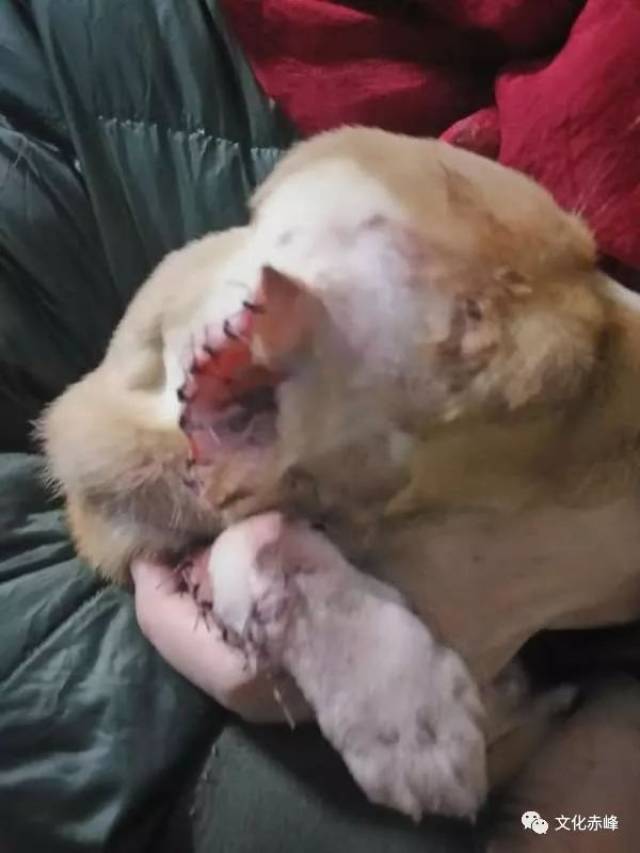 感谢善良热心的赤峰市民在第一时间救助这只无助的小奶狗!