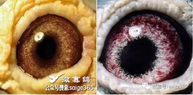 【经验】黄眼配砂眼,堪称绝配!