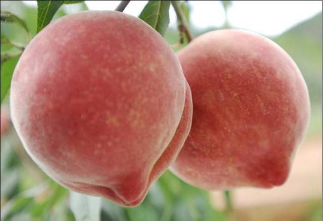 福建福安穆阳虎头水蜜桃是闽东传统的地方特产