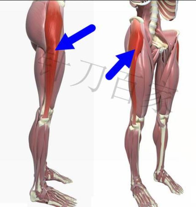 至大腿上中1/3交界处移行于骼胫束,后者止于胫骨外侧髁gerdy结节(胫骨