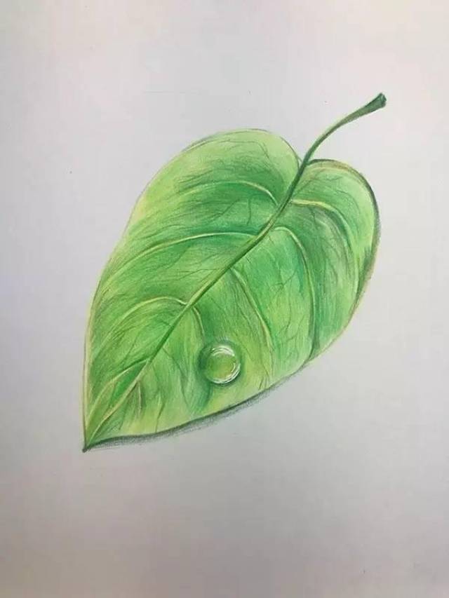 一步一步教你画树叶,一步一步我画树枝,用树叶做一幅叶画(第2页)_大山谷图库
