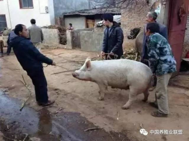 看外国人怎么杀猪，真是长见识了！_搜狐网