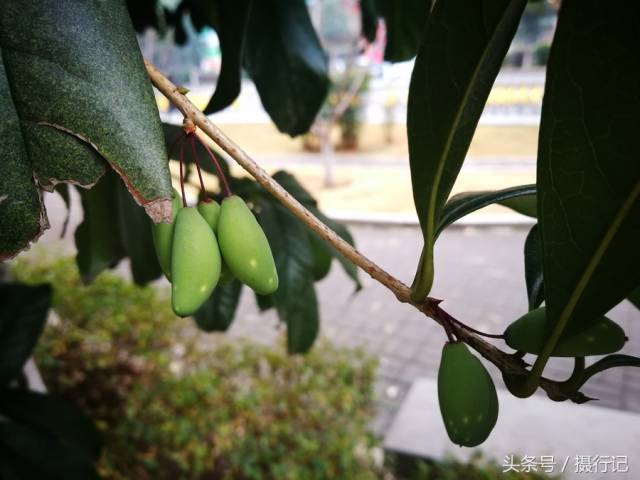 桂花树上结的桂子.