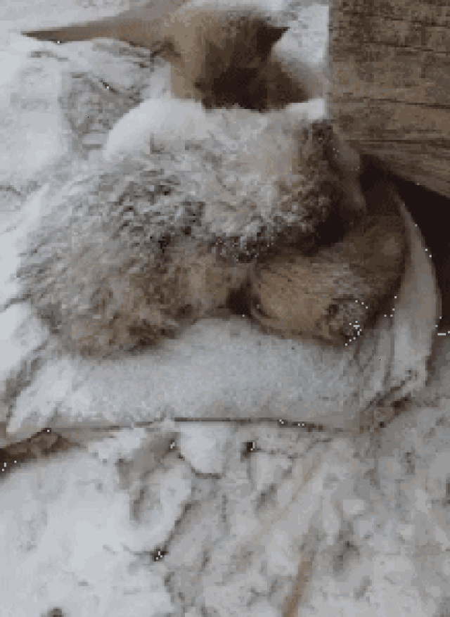 狗冻的发抖GIF图片