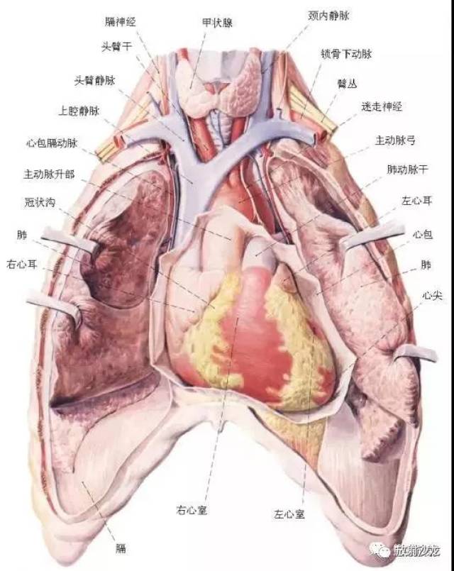 縱隔解剖 縱隔疾病x線診斷要點