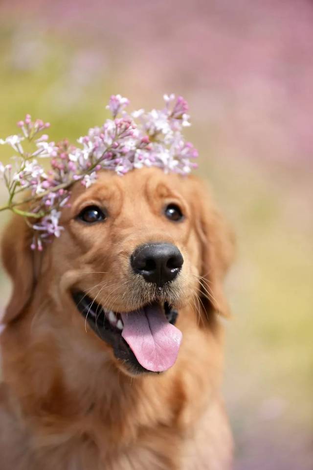 1号 candy 是一直爱美的金毛哦 最爱戴小花花啦