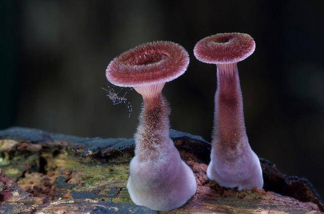 难得一见 自然界中神奇美丽的菌类