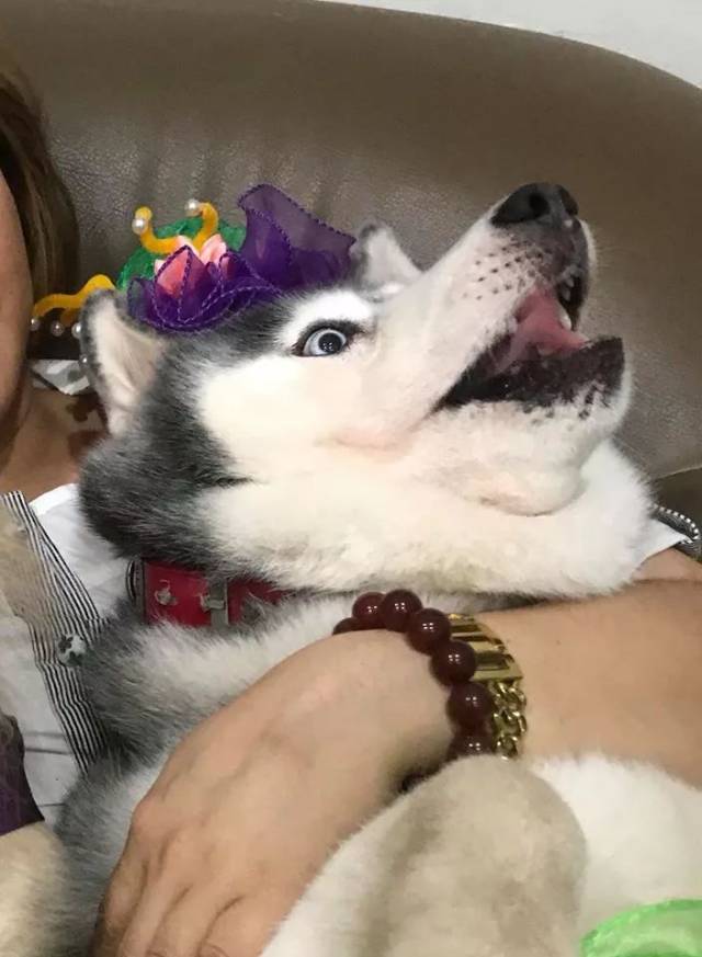 哈士奇太胖会是什么样?真是一胖毁所有,看来要