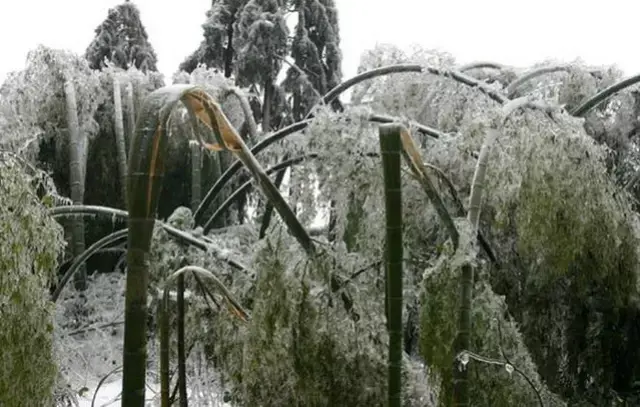 煙臺又要下雪了!2008年的大雪你是否還記得?那時你在哪,在幹嗎?