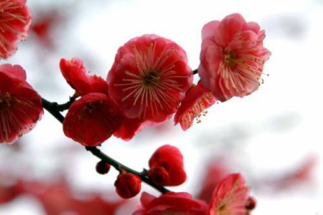 顺口溜丨真情梅兰竹菊四子君!