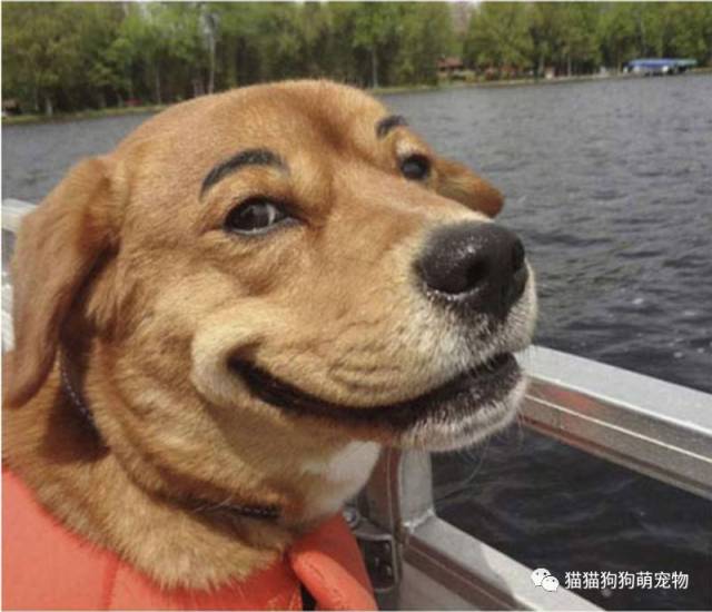 给狗狗画上眉毛之后真是太有喜感了