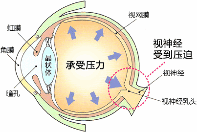 视神经分布图高清图图片