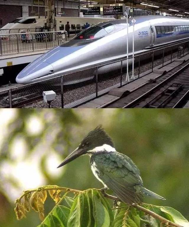 仿生设计:自然界的启示录!