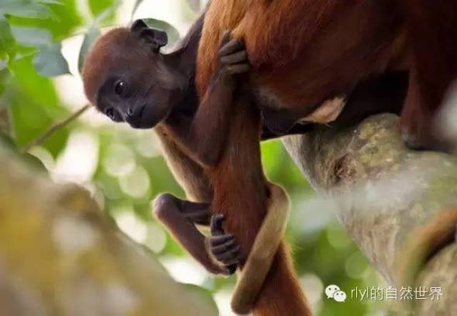 【rlyl物种说】今日--红吼猴(Colombian red howler monkey)_搜狐网