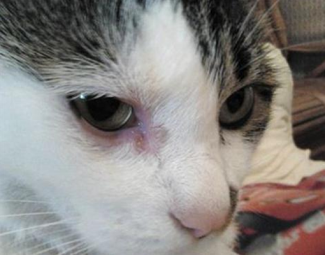 猫咪单只眼睛肿了, 家猫单只眼睛肿流泪