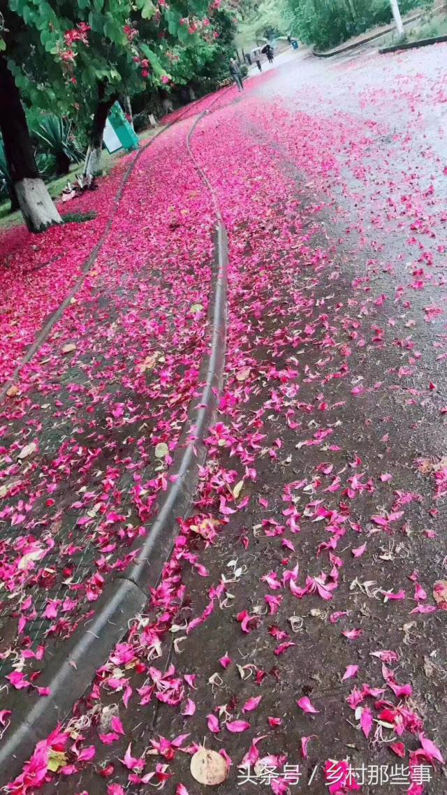 广州暴雨之后,花都掉地下了 形成了天然的花毯,真美!