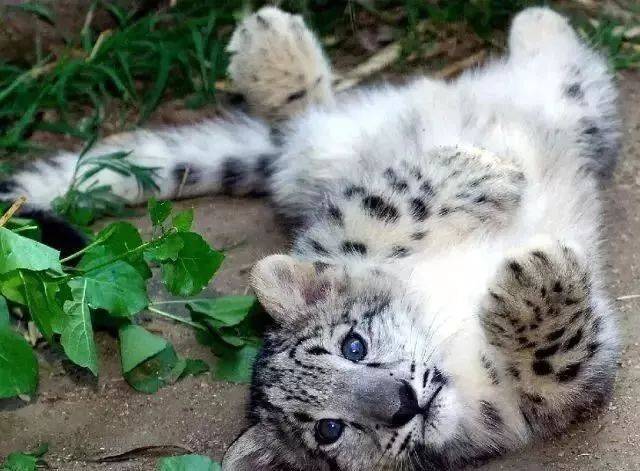 雪豹究竟是怎样的萌物?这叫声可以说是很有特色了!-宠物频道-手机搜狐