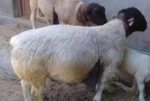 羊食欲减退,腰部膨胀,下痢,是啥病?