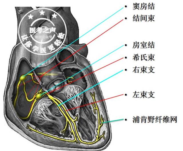 竇房結 → 結間束 → 房室結 → 正常心電傳導的路徑是 首先我們看看